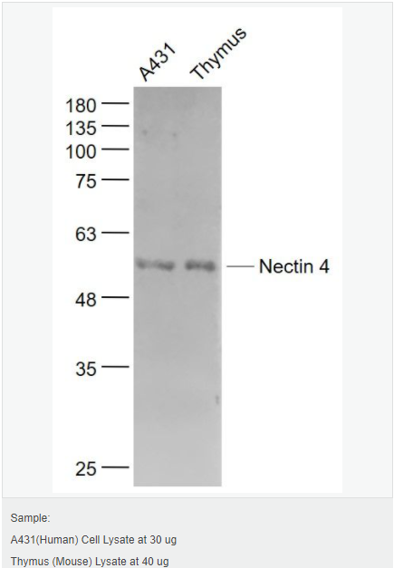 6058339ded292.png image.png