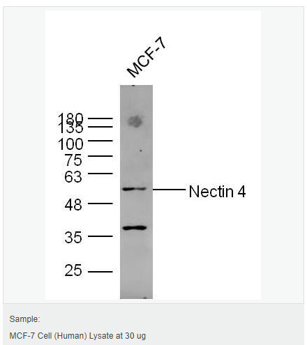 605833a49d5a8.png image.png