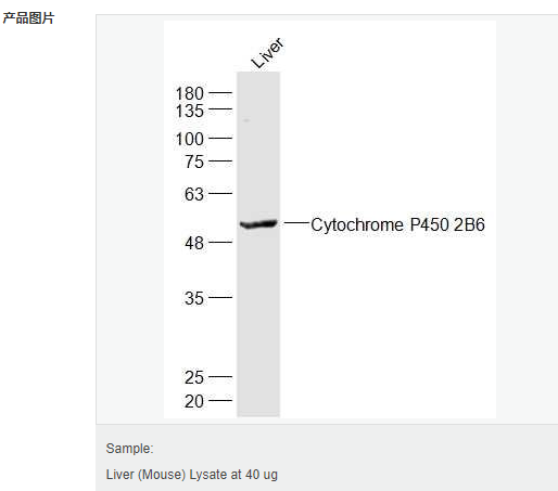 60594451bcc6f.png image.png