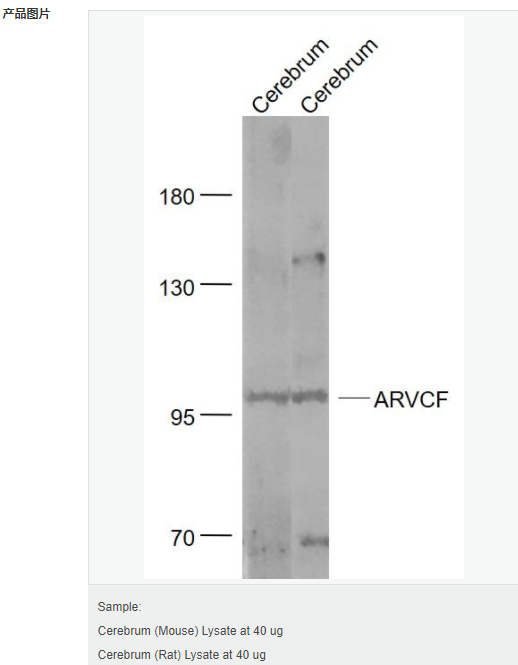 60599b459cce1.png image.png